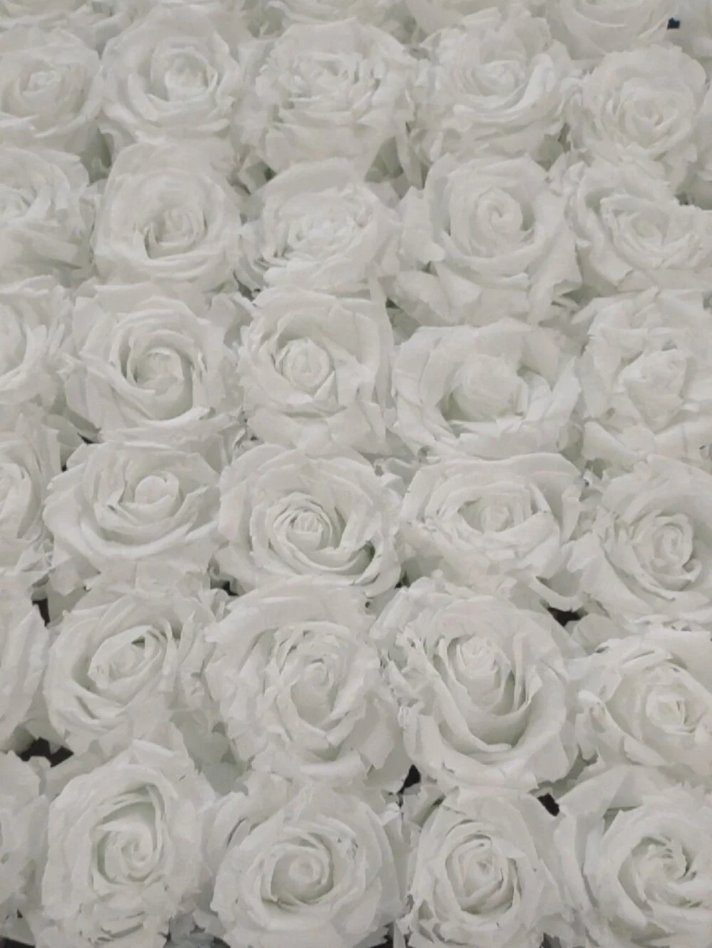 Venus et Fleur White Roses in Blue Velvet Box